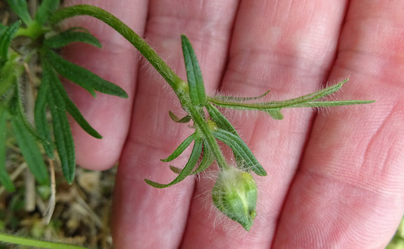 Ranunculus bulbosus - Ranunculaceae